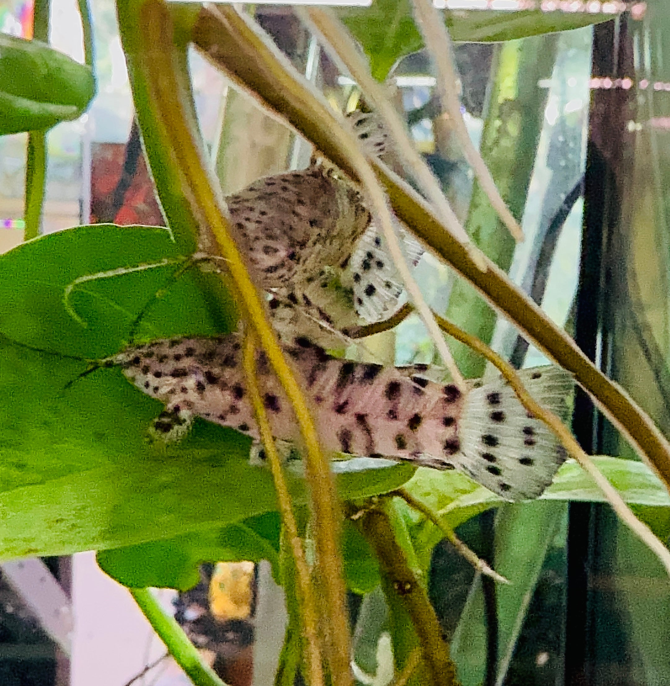 Spotted Hoplo Catfish 3cm