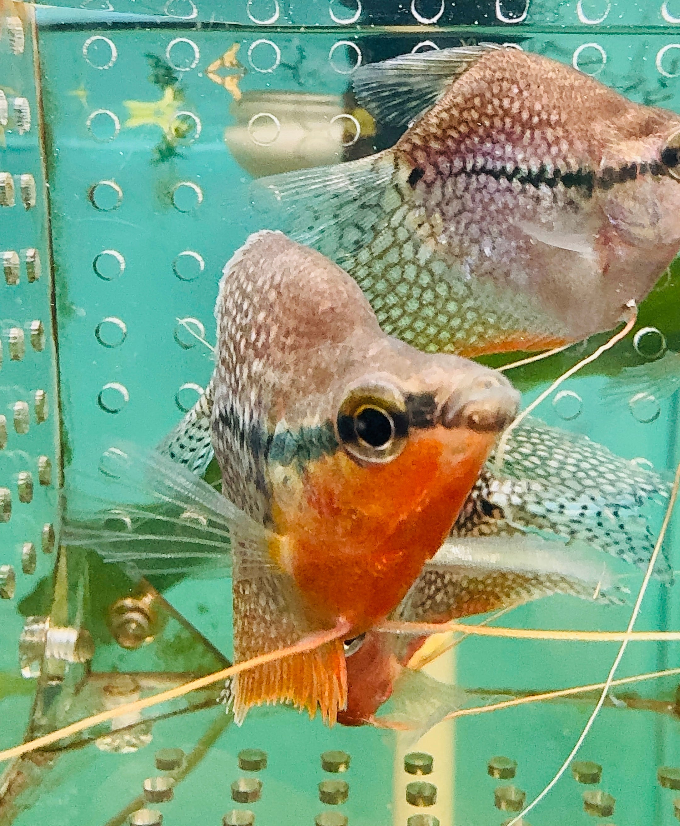 Gourami - Short Body Pearl 6cm Show Micro Aquatic Shop