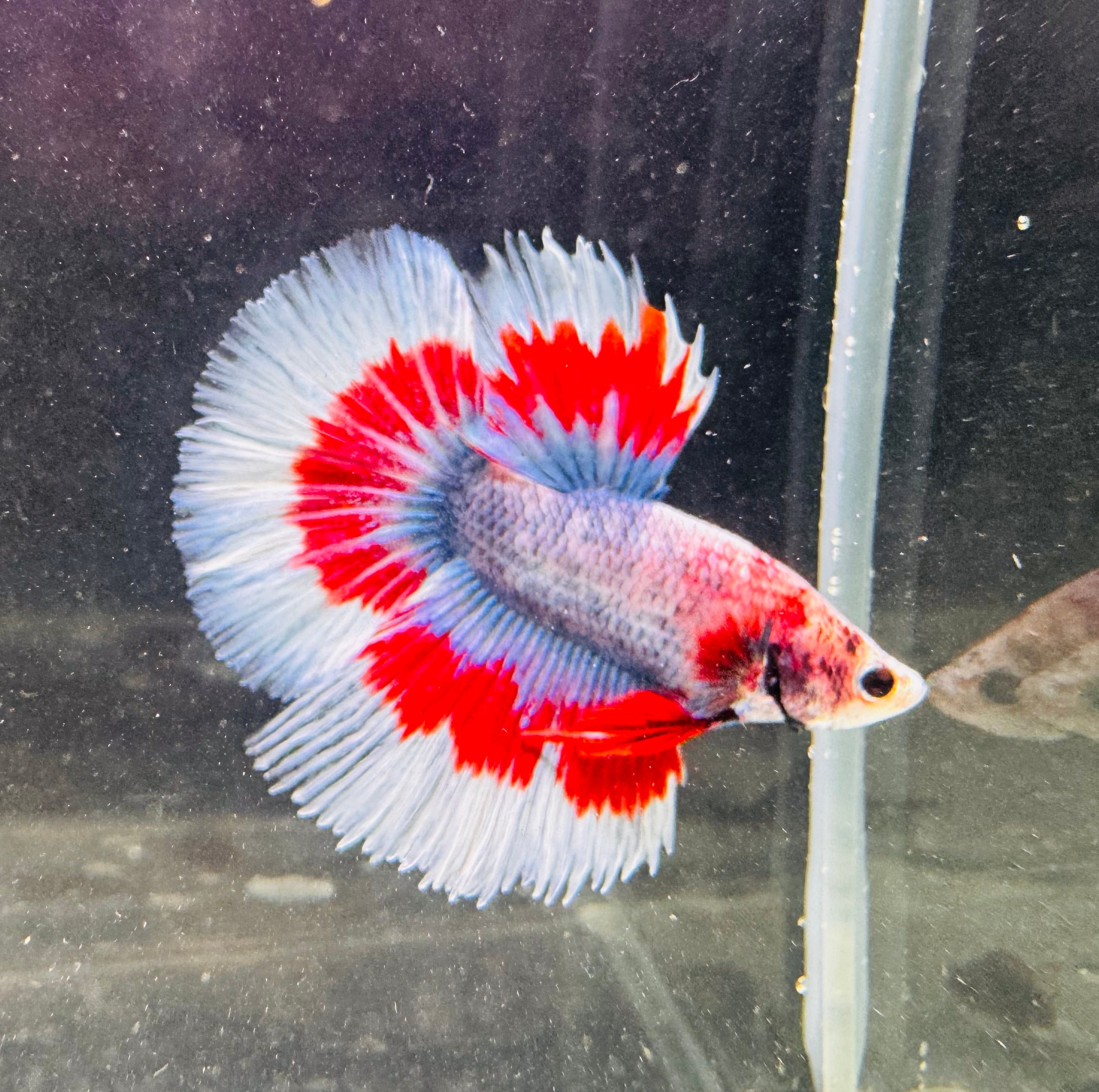 Betta Male - A Grade Half Moon Flamenco