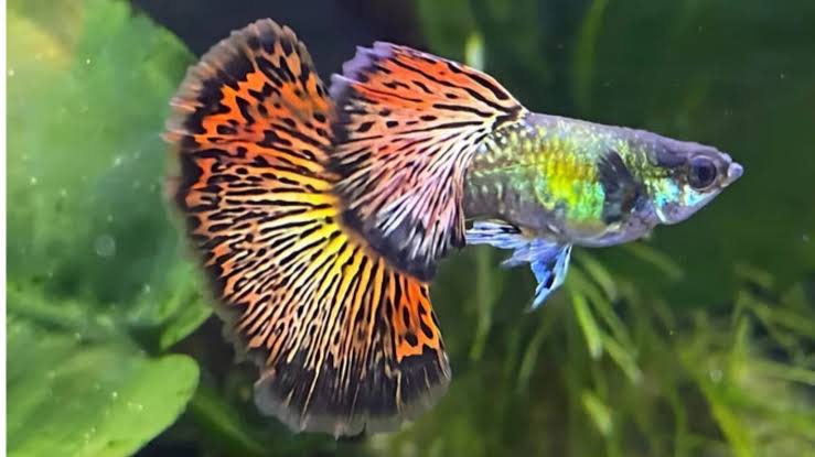 Guppy - Red Dragon Micro Aquatic Shop