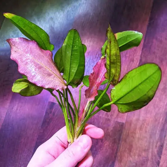 Low Tech -Echinodorus “Fancy Twist “ Micro Aquatic Shop