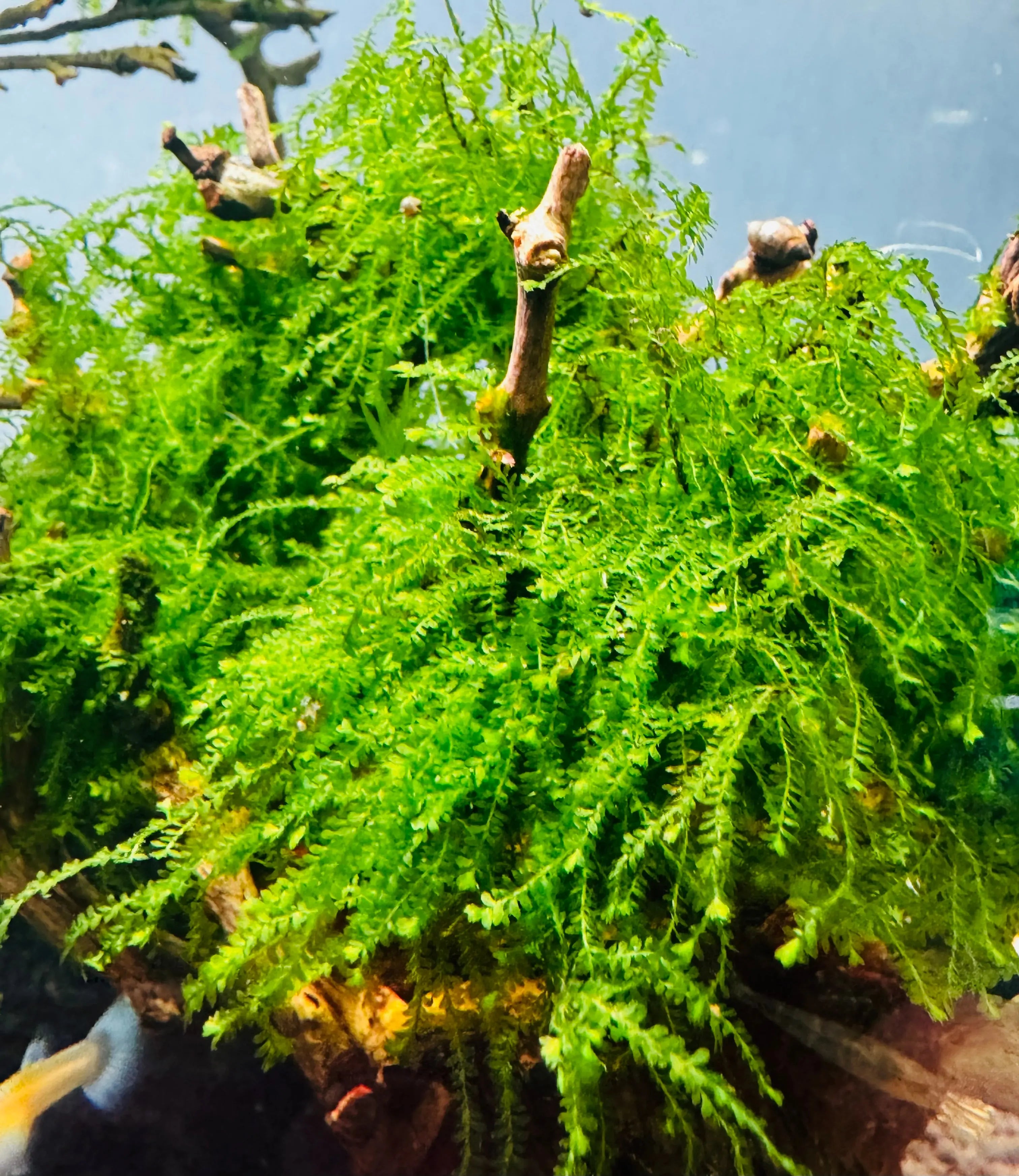 Moss- Weeping moss Micro Aquatic Shop