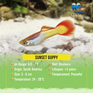 Guppy - Sunset Micro Aquatic Shop