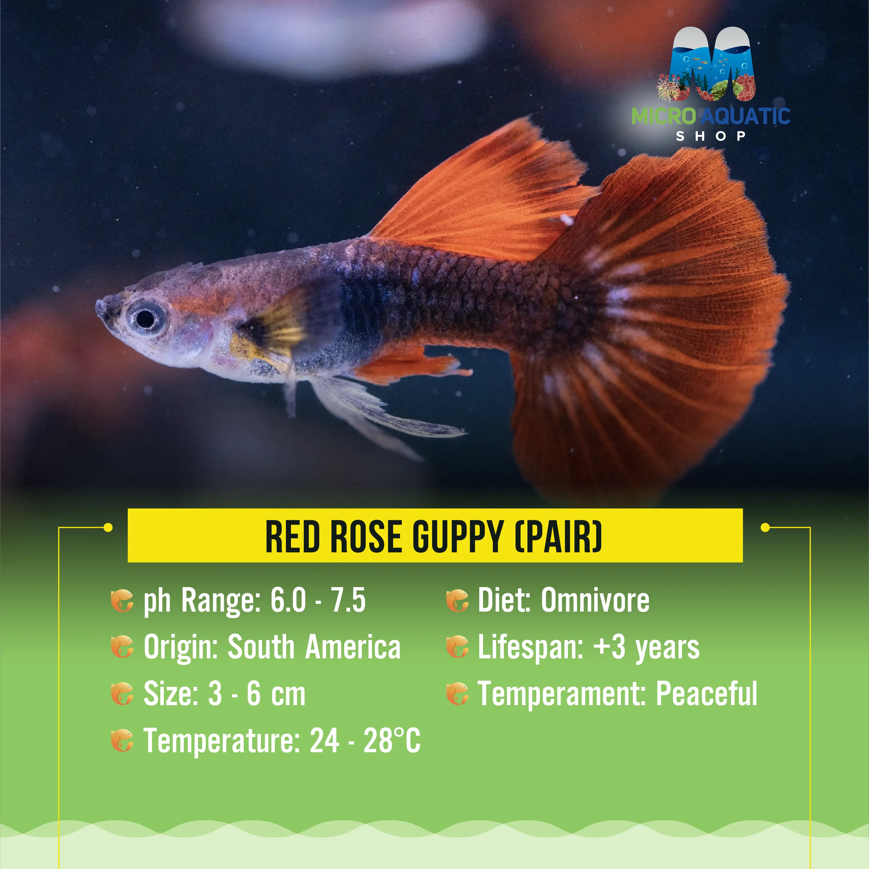 HB Red Rose Guppy Show Micro Aquatic Shop