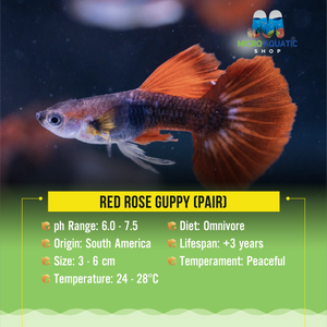 HB Red Rose Guppy Show Micro Aquatic Shop