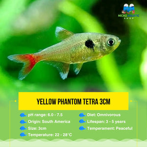 Yellow Phantom Tetra 3cm Micro Aquatic Shop