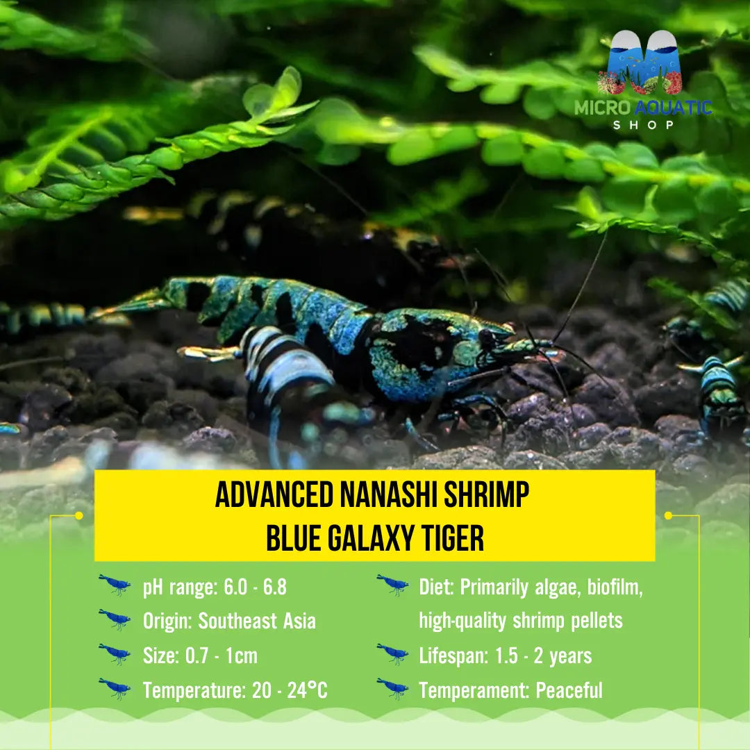Advanced Nanashi Shrimp - Blue Galaxy Tiger Micro Aquatic Shop