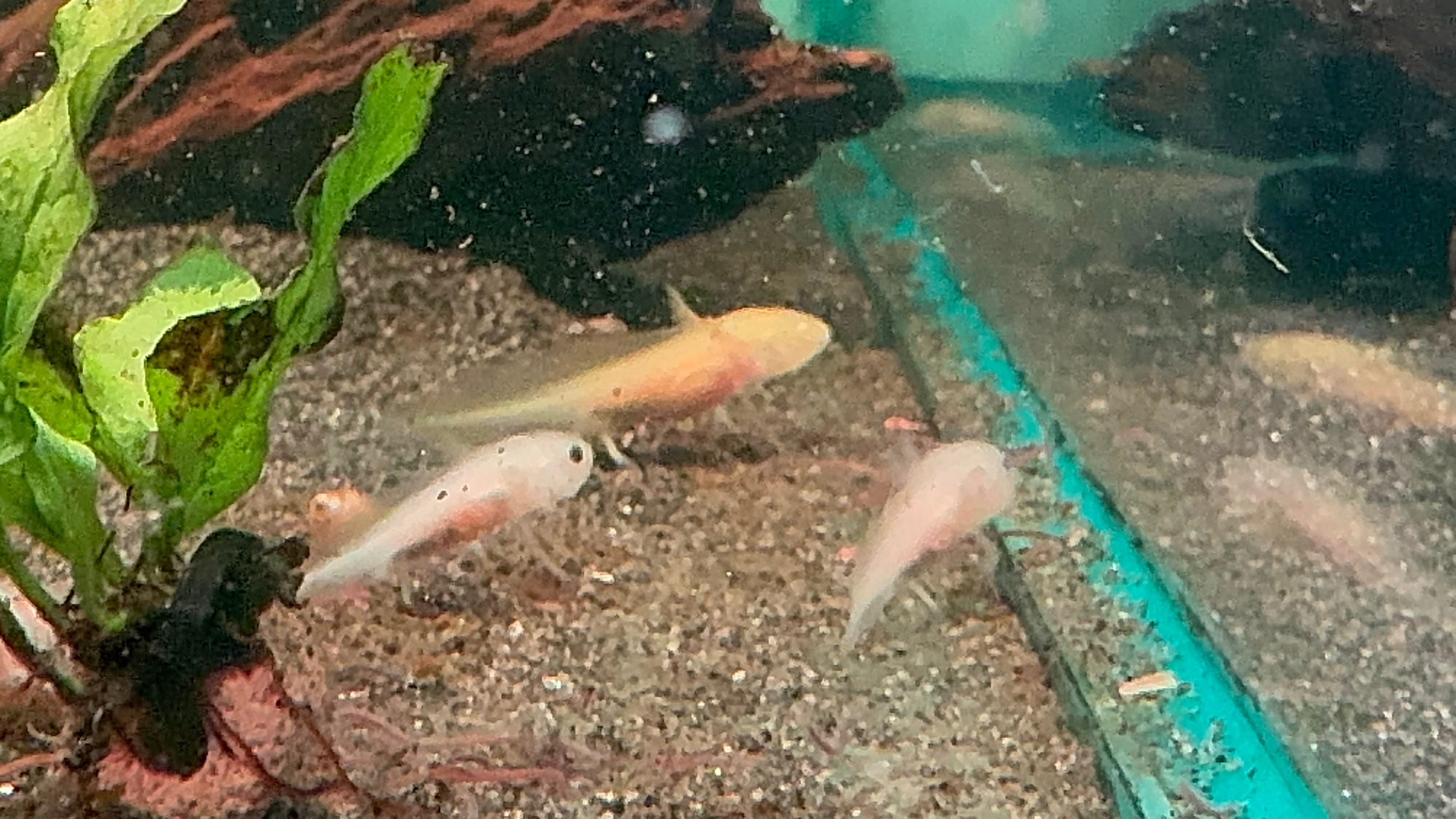 1 Baby Axolotl (6 Weeks Old) – Starter Pack