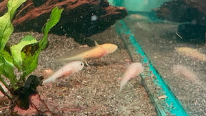 1 Baby Axolotl (6 Weeks Old) – Starter Pack Micro Aquatic Shop