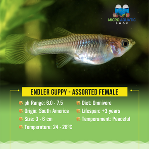 Endler Guppy - Assorted Female Micro Aquatic Shop