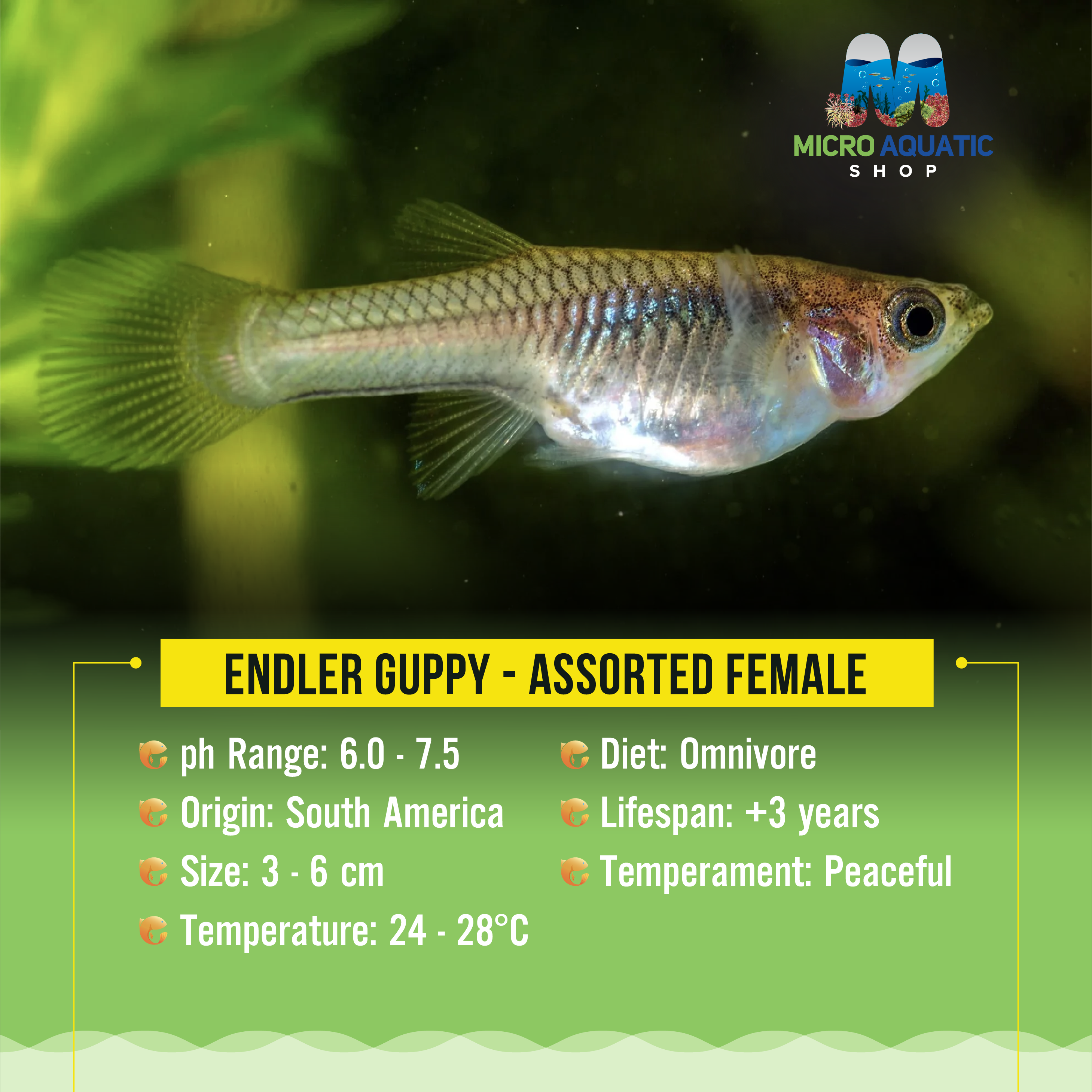 Endler Guppy - Assorted Female Micro Aquatic Shop