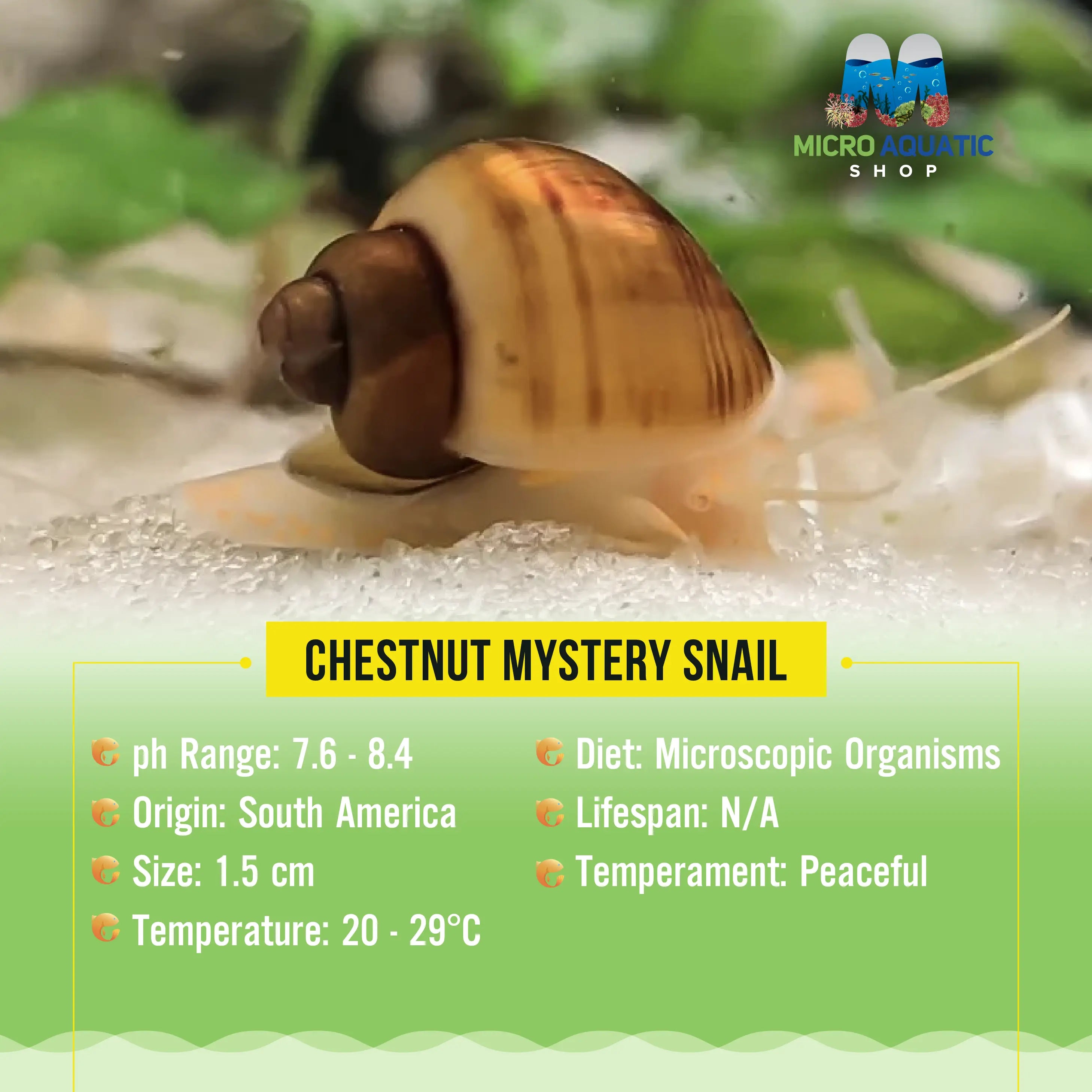 Chestnut Mystery Snail Micro Aquatic Shop