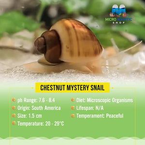 Chestnut Mystery Snail Micro Aquatic Shop
