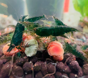 30% SAVE Green Emeralds Cherry Shrimp Starter Bundle Micro Aquatic Shop