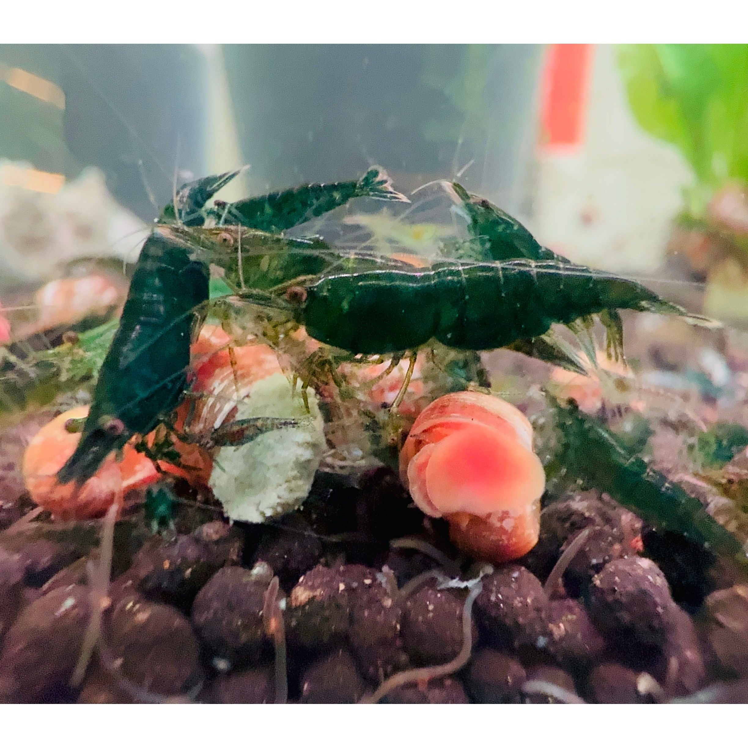 30% SAVE Green Emeralds Cherry Shrimp Starter Bundle Micro Aquatic Shop