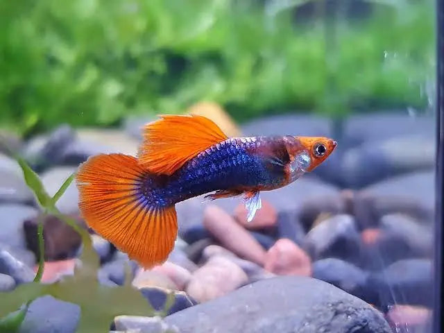 Guppy -Dwarf Koi Tuxedo 2cm Micro Aquatic Shop