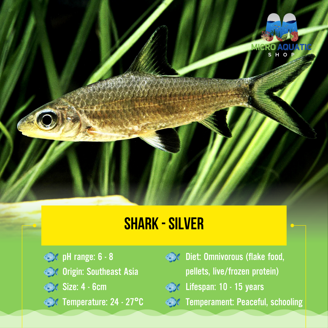 Shark - Silver 6cm Micro Aquatic Shop