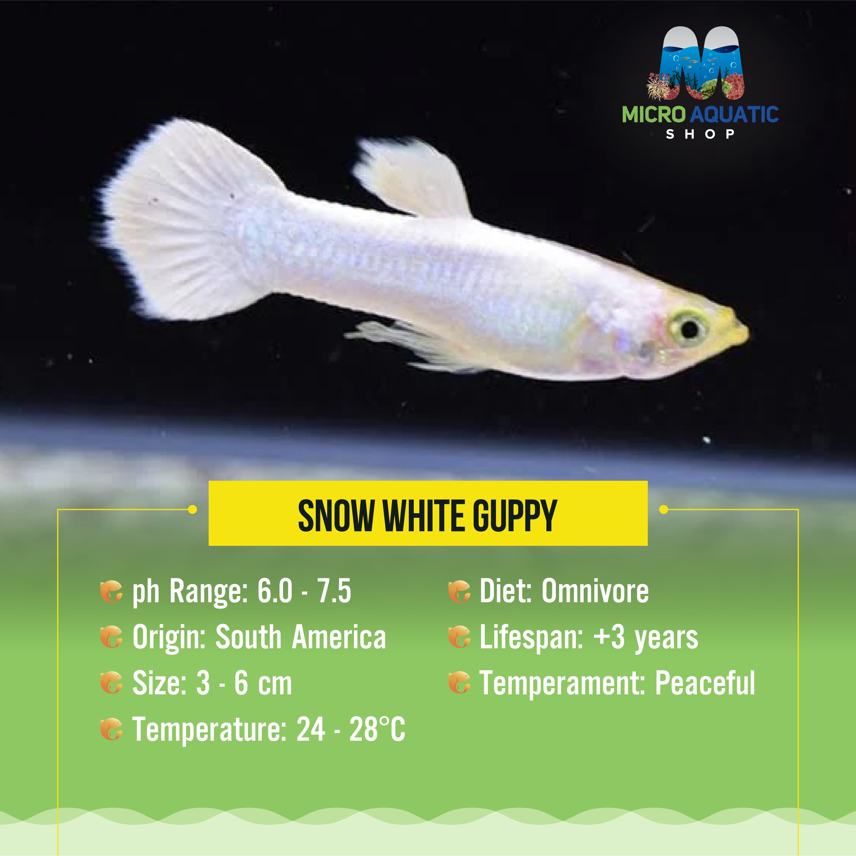 Snow White Guppy Male for Sale Stunning Freshwater Fish – Micro