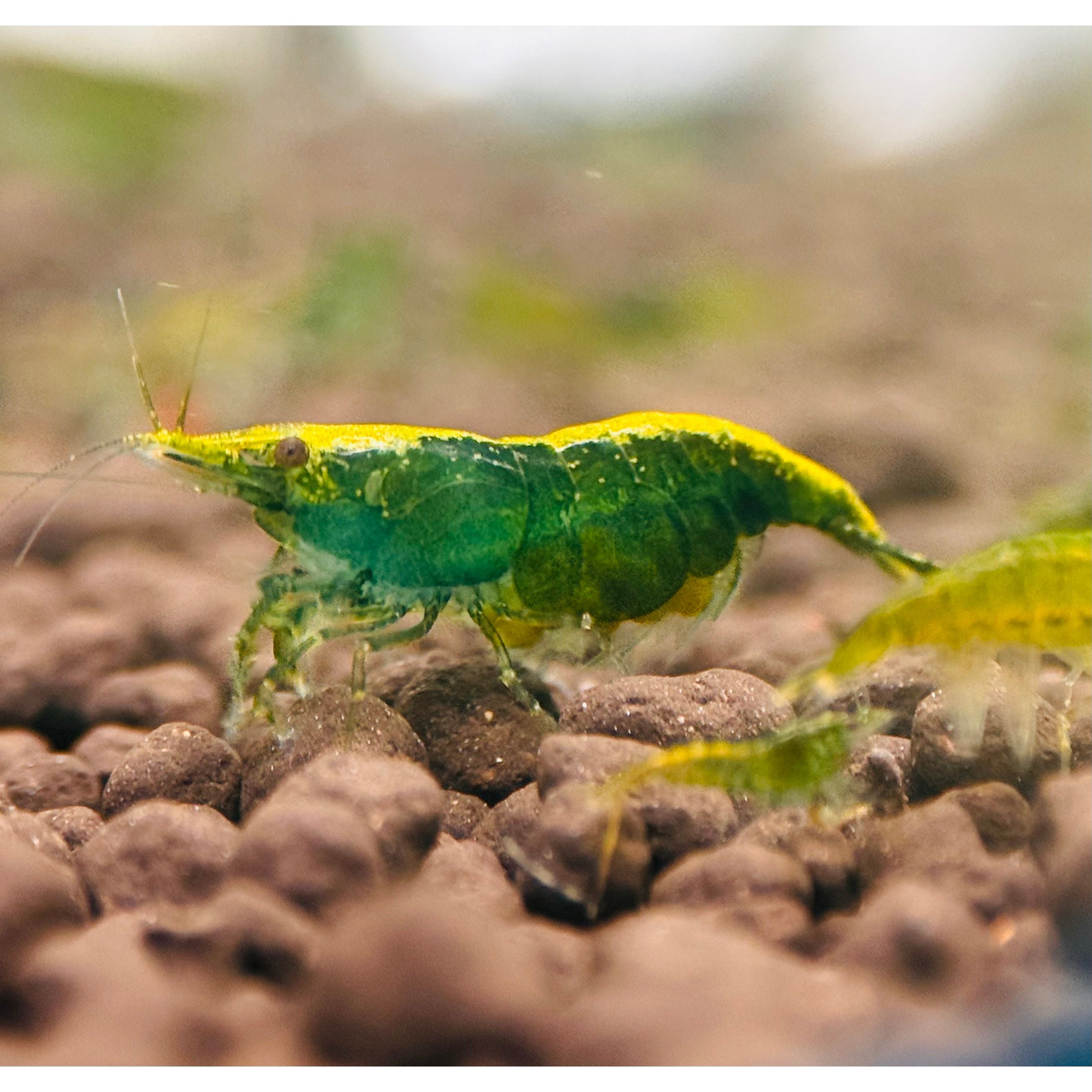 Cherry Shrimp - Green Jade 1cm Micro Aquatic Shop