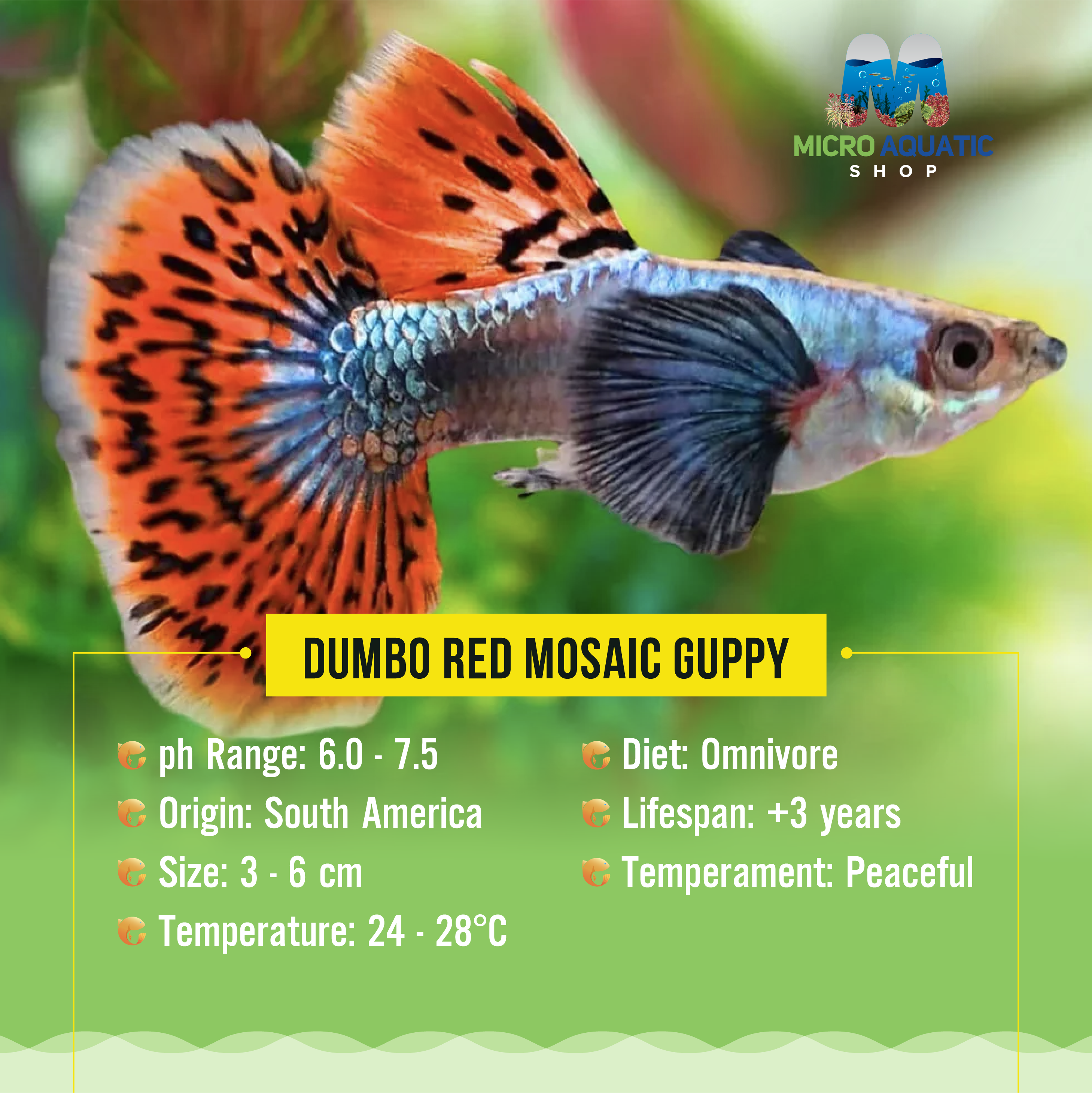 Guppy- Dumbo Red Mosaic