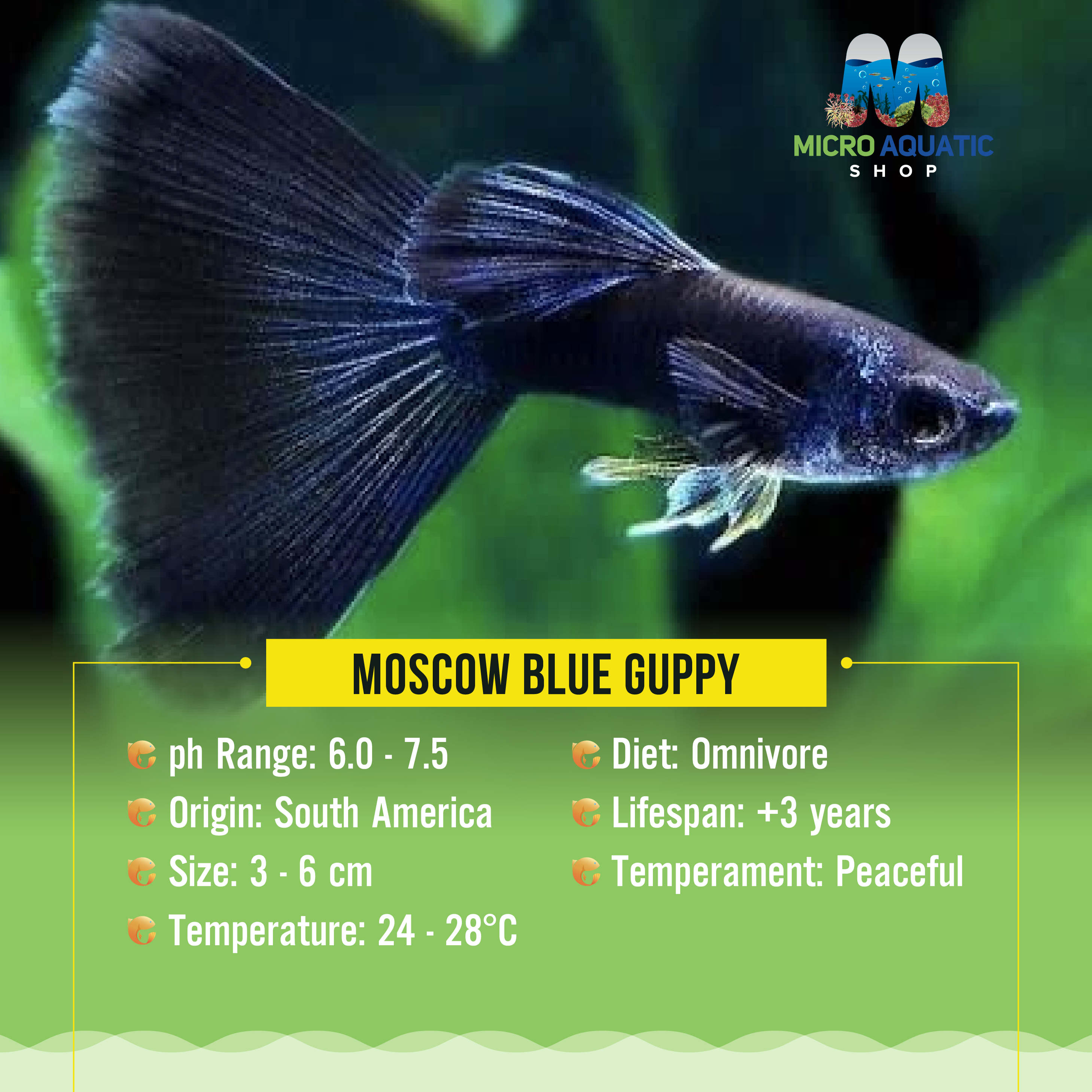 Moscow Blue Guppy 3cm