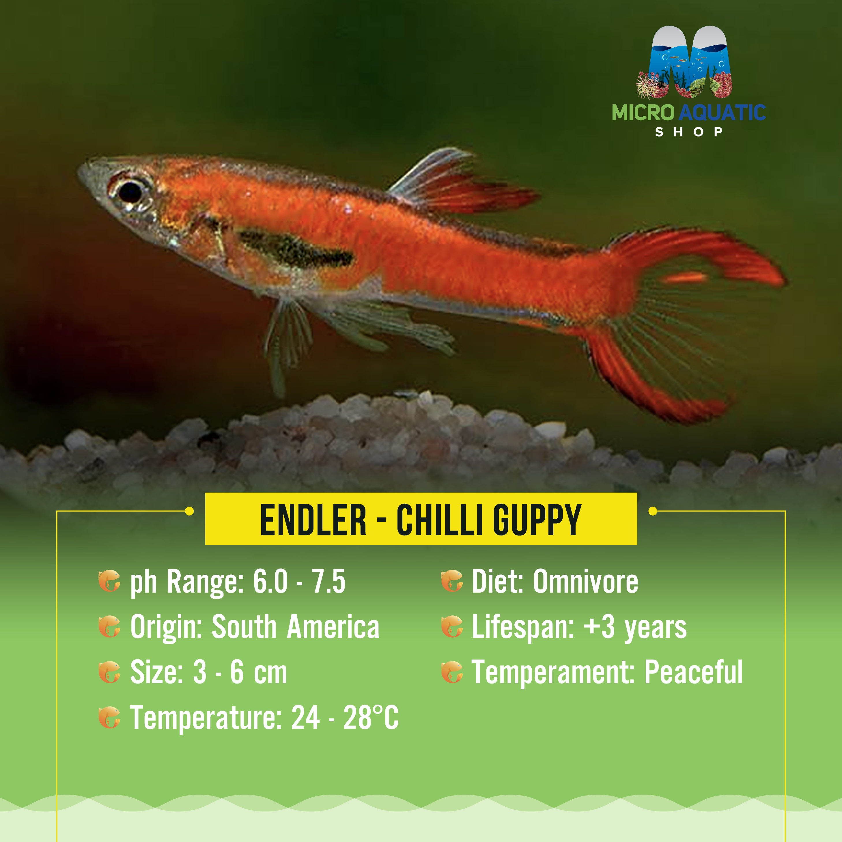 Endler - Chilli Guppy Red Micro Aquatic Shop
