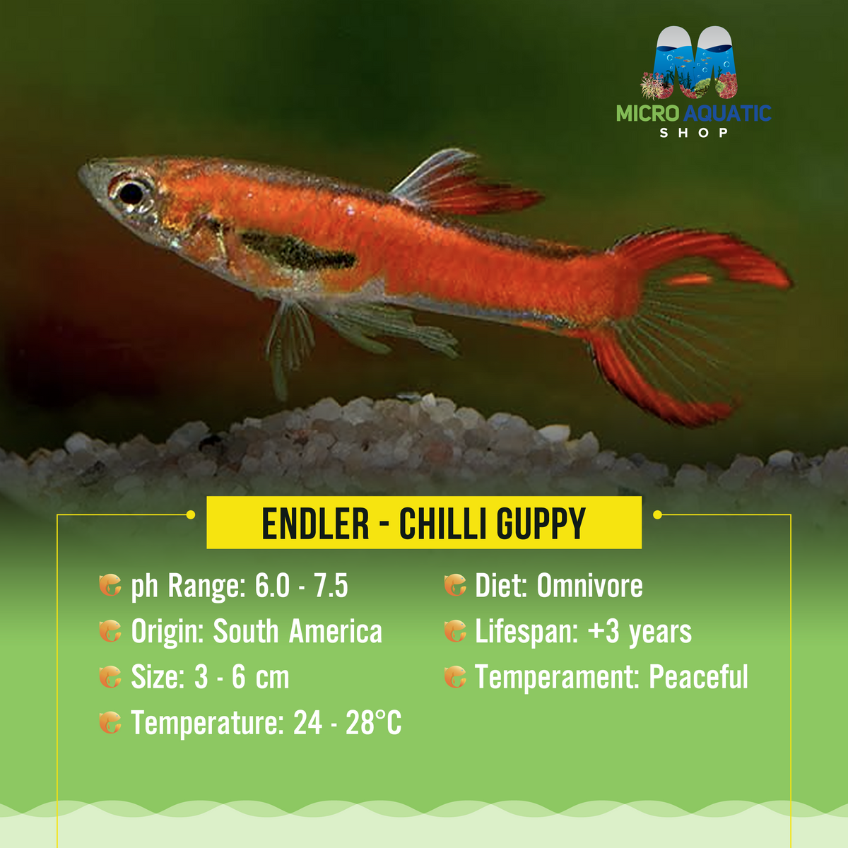 Endler - Chilli Guppy Red
