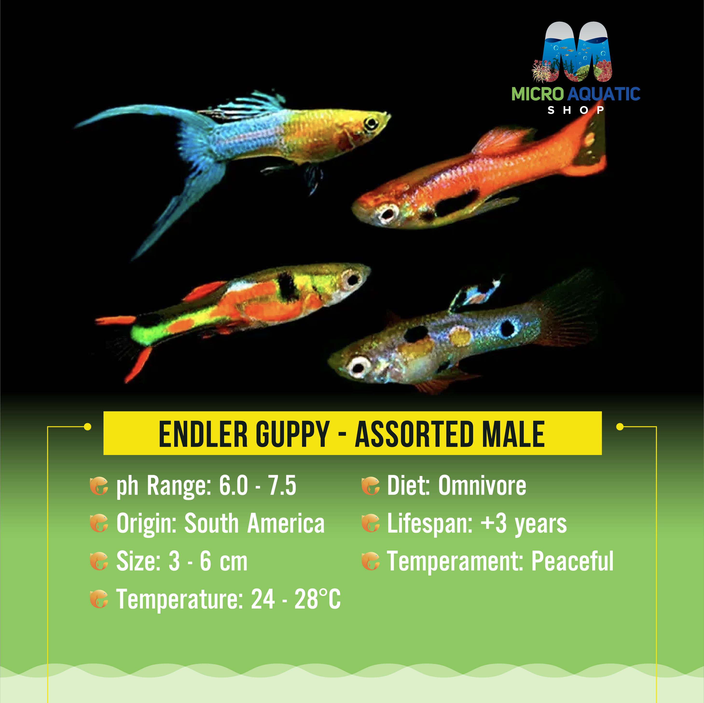 Endler Guppy - Assorted Male 2cm