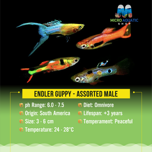 Endler Guppy - Assorted Male 2cm Micro Aquatic Shop