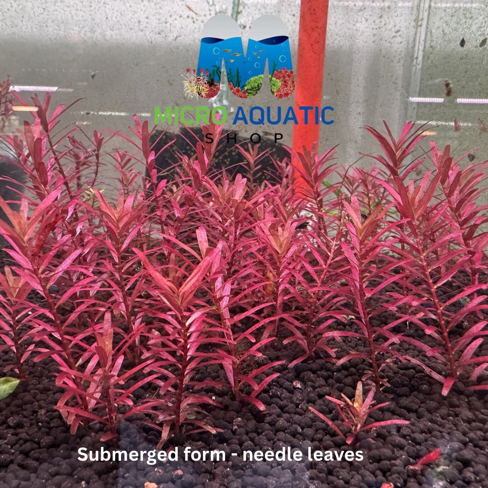Rotala Blood Red - Rare Micro Aquatic Shop