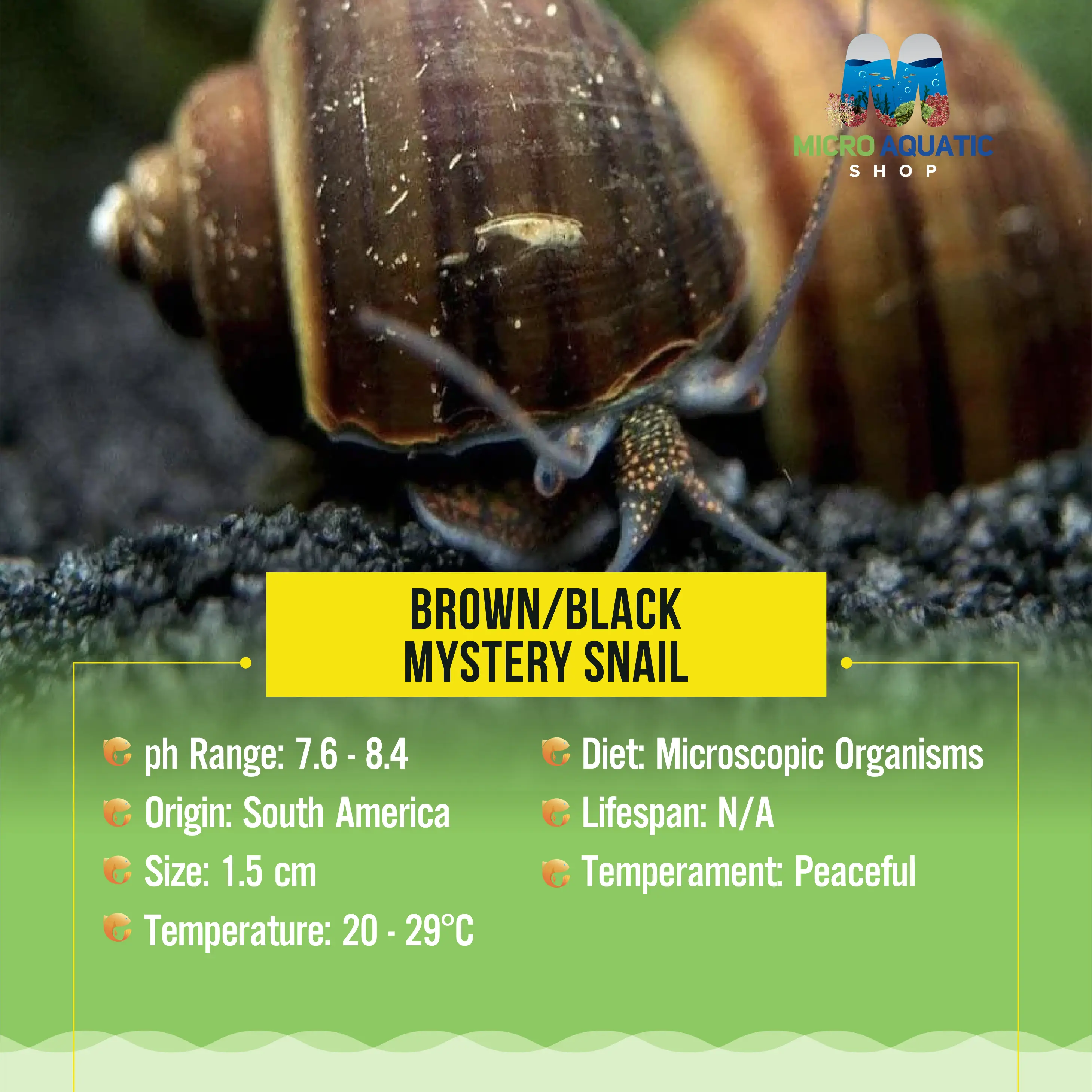 Brown/Black Mystery Snail Micro Aquatic Shop
