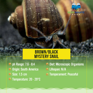 Brown/Black Mystery Snail Micro Aquatic Shop