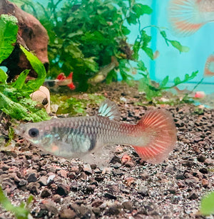 Guppy - Red Lace Pair Micro Aquatic Shop