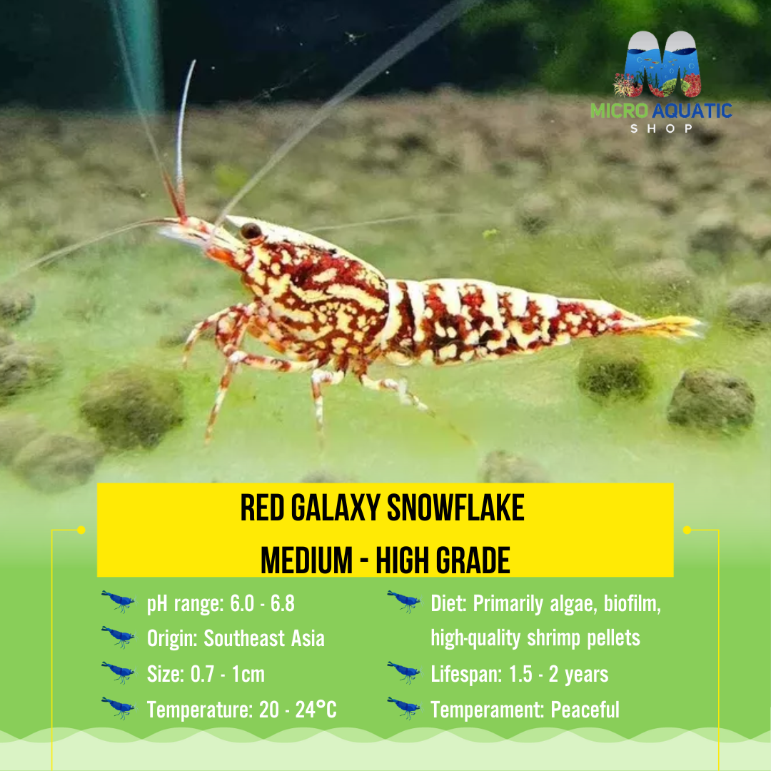 Cardina Shrimp -Red Galaxy Snowflake (High Grade) Micro Aquatic Shop