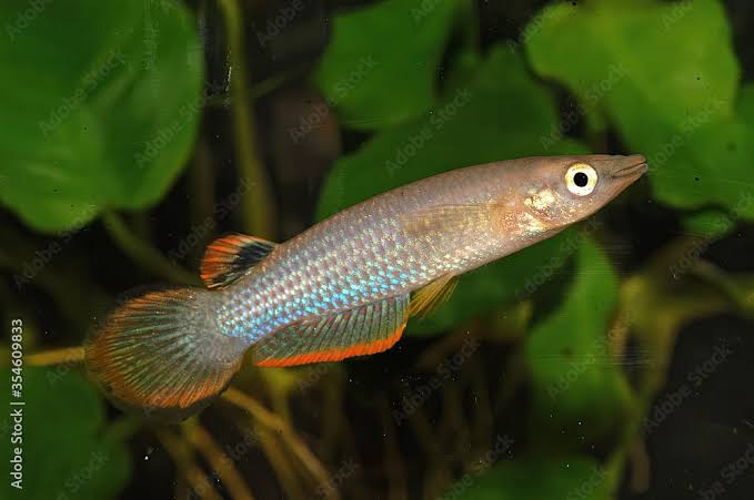Blue Panchax - Aplocheilus Panchax