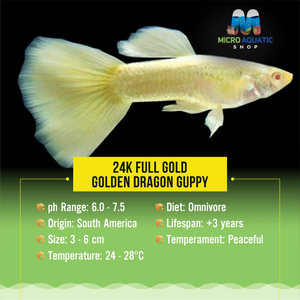 Buy 3 Get 1 Free Guppy- 24k Full Gold Micro Aquatic Shop