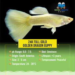 24k Full Gold / Golden Dragon Guppy