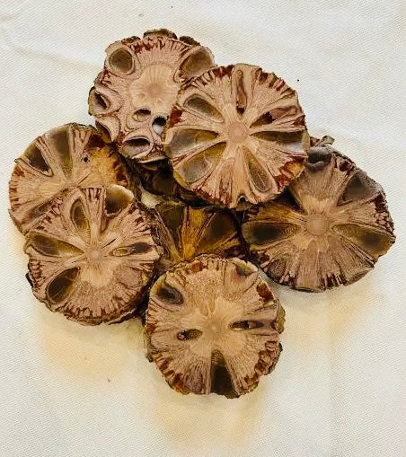 Tanning- Banksia Cone Micro Aquatic Shop