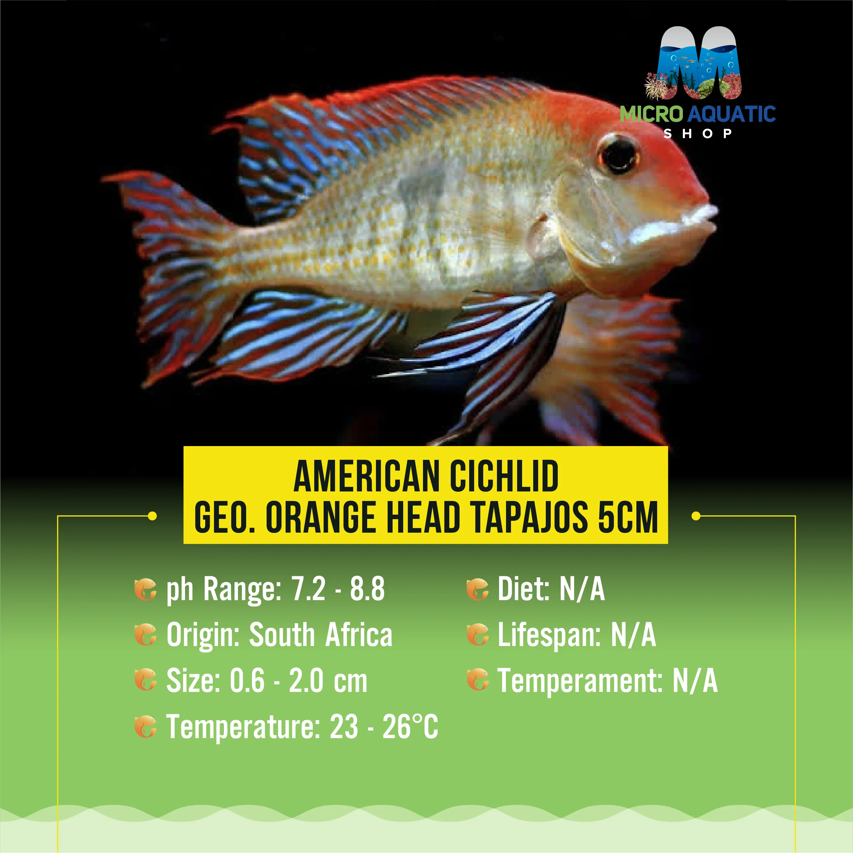 American Cichlid –Geo. Orange Head Tapajos 4cm Micro Aquatic Shop