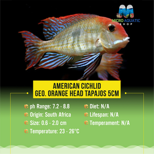 American Cichlid –Geo. Orange Head Tapajos 4cm Micro Aquatic Shop