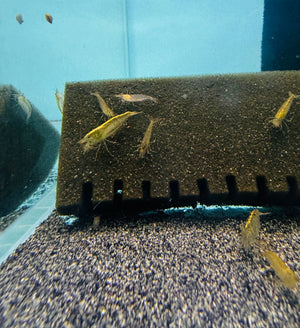 Australian Amano Shrimp (ULTRA RARE) Micro Aquatic Shop