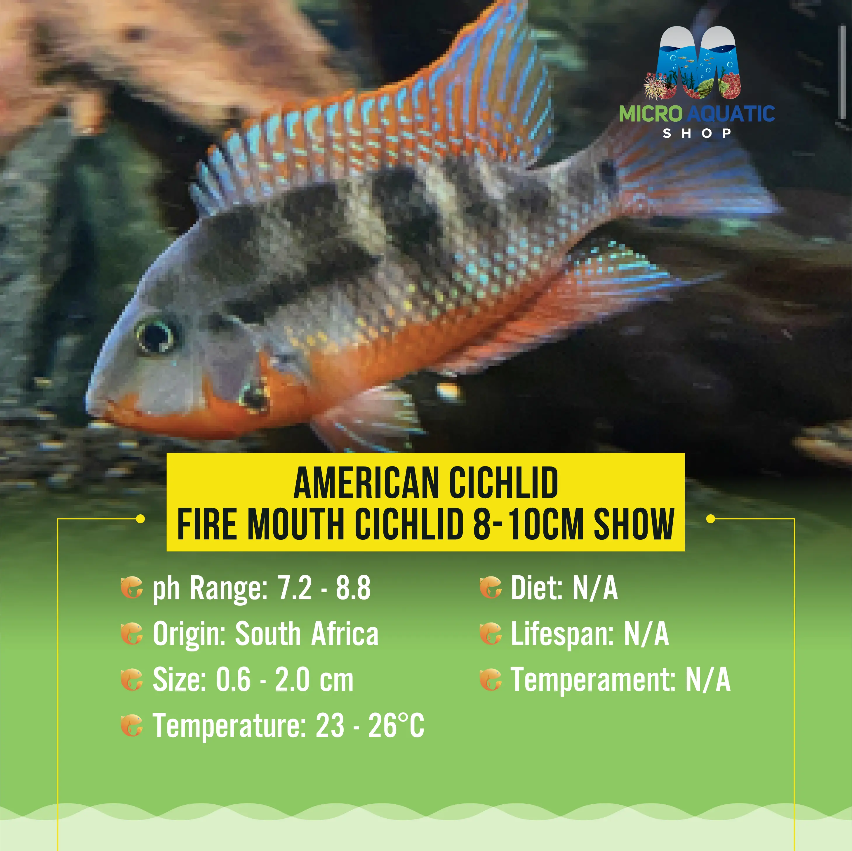 American Cichlid –Fire Mouth Cichlid Micro Aquatic Shop