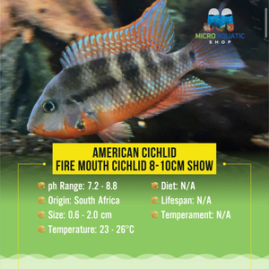 American Cichlid –Fire Mouth Cichlid Micro Aquatic Shop