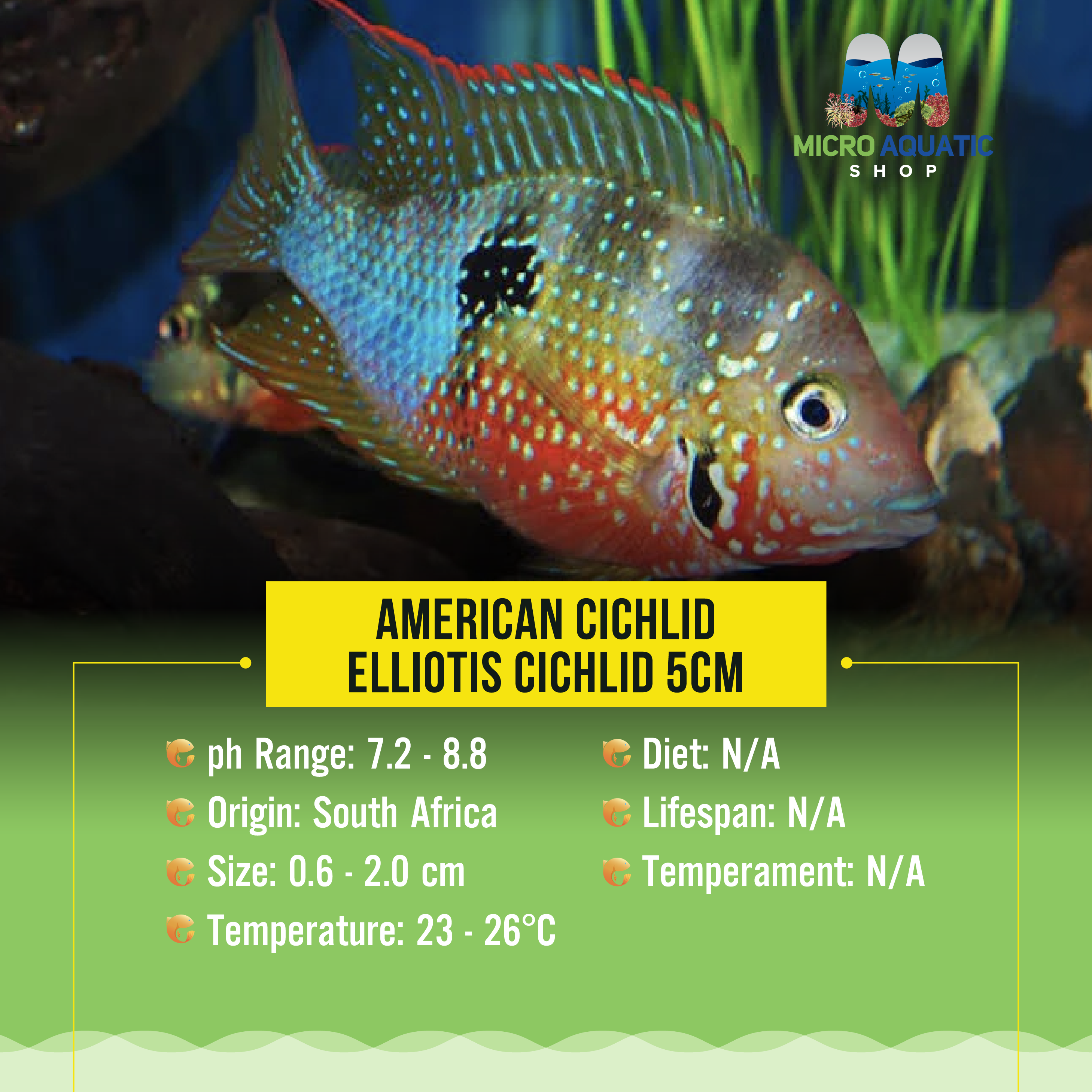 American Cichlid – Elliotis Cichlid 4cm