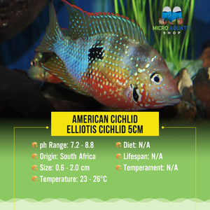American Cichlid – Elliotis Cichlid 4cm Micro Aquatic Shop
