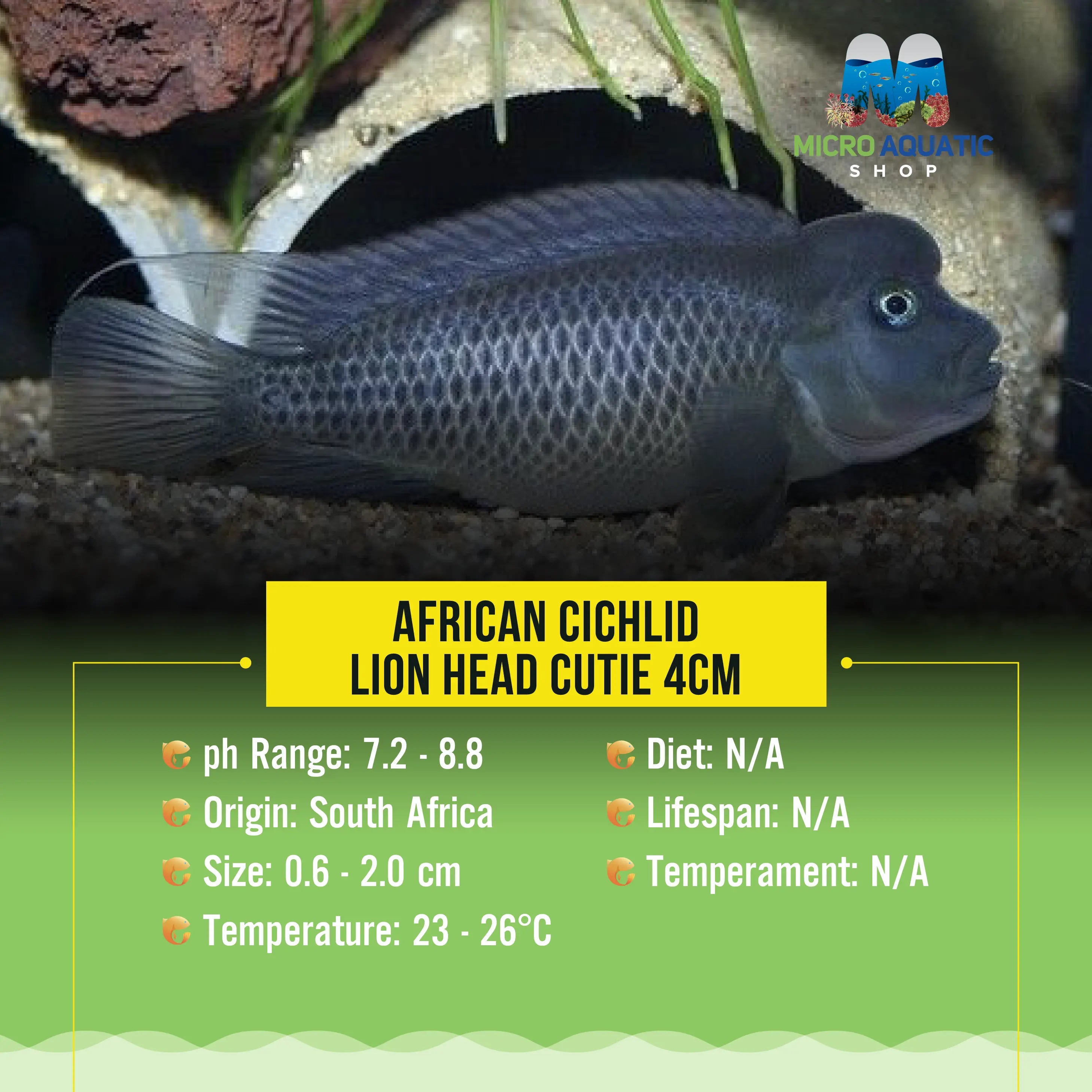 African Cichlid – Lion Head Cutie 6cm Micro Aquatic Shop
