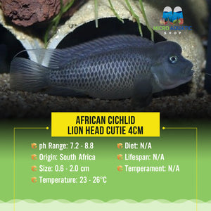 African Cichlid – Lion Head Cutie 6cm Micro Aquatic Shop