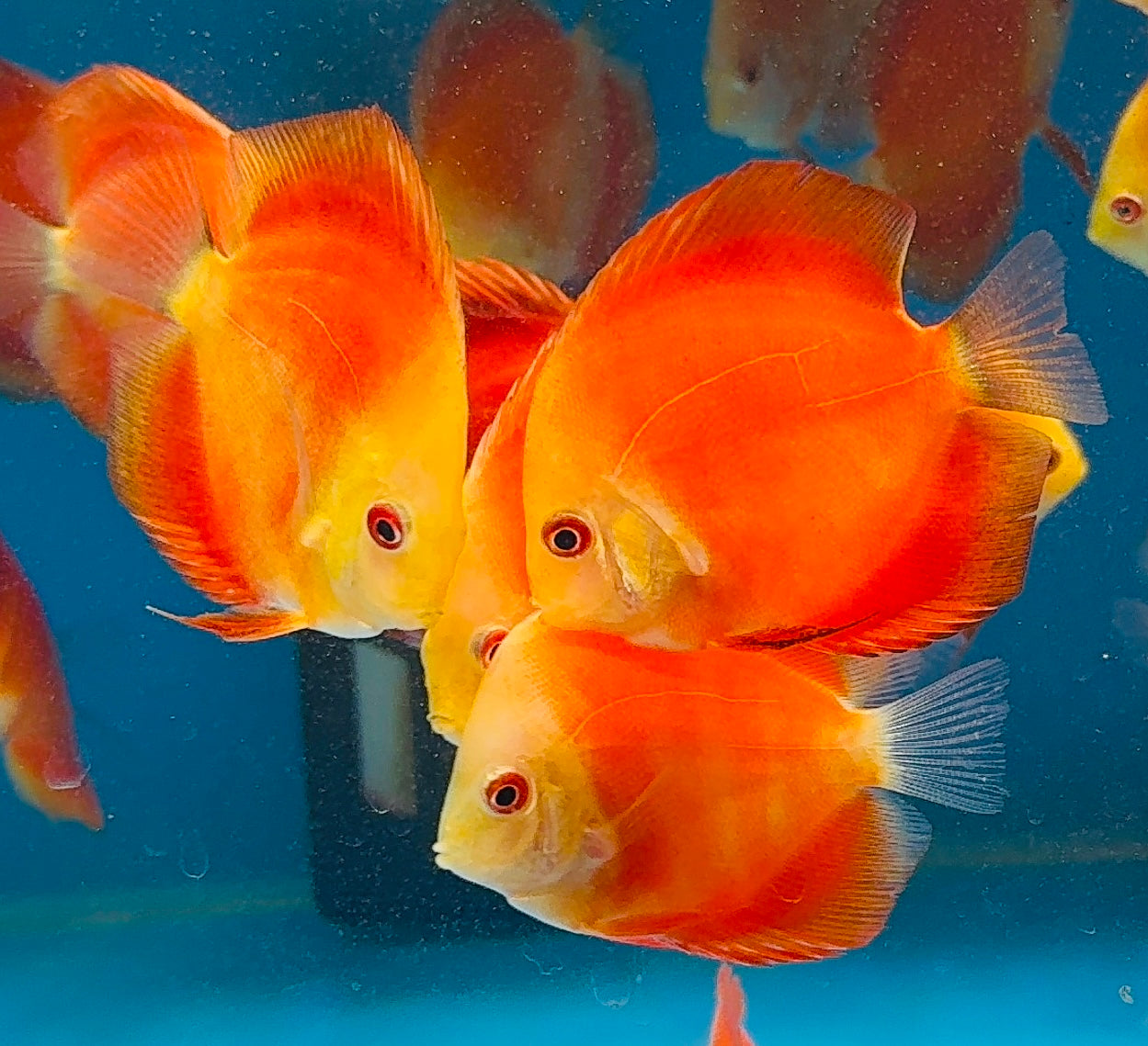 Discus - Red Melon 9cm Micro Aquatic Shop
