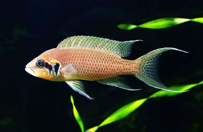 Tanganyikan Cichlid – Neo. Brichardi - Princess Cichlid 4cm