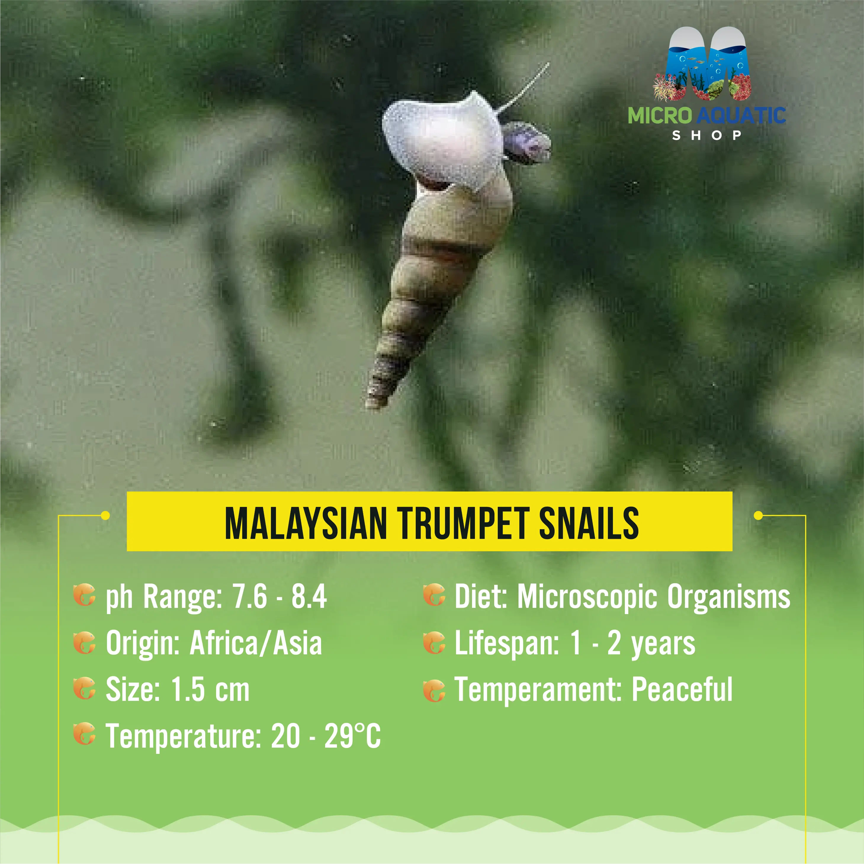 Malaysian Trumpet Snails Micro Aquatic Shop